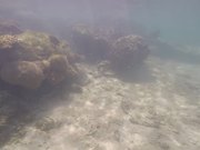Underwater Video Taken in Uganzaki Beach