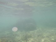 Underwater Video Taken in Uganzaki Beach