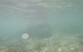 Underwater Video Taken in Uganzaki Beach - Fun - VIDEOTIME.COM