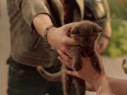 Nestle Campaign All I Want is Chocolate Kitten