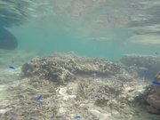 Snorkelling with Little Blue Fishes
