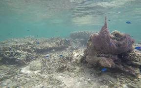 Snorkelling with Little Blue Fishes - Fun - VIDEOTIME.COM