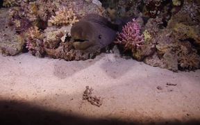 A Giant Moray by Night in the Red Sea - Animals - VIDEOTIME.COM