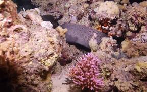 A Giant Moray by Night in the Red Sea - Animals - VIDEOTIME.COM