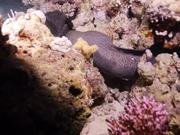 A Giant Moray by Night in the Red Sea