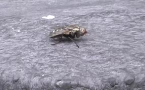 Fly Cleaning Itself in Macro - Animals - VIDEOTIME.COM