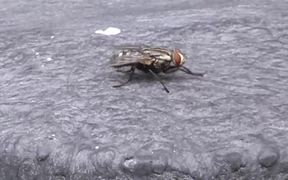 Fly Cleaning Itself in Macro - Animals - VIDEOTIME.COM