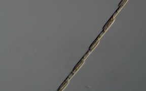 Several Diatoms of the Genus Bacillaria Moving - Tech - VIDEOTIME.COM