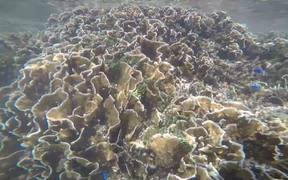 Small Blue Fishes and their Big Coral - Animals - VIDEOTIME.COM