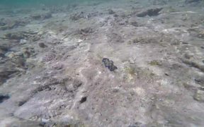 Blue Clam Found in Ishigaki Island - Animals - VIDEOTIME.COM