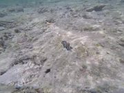Blue Clam Found in Ishigaki Island