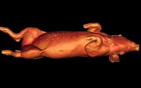 CT Movie of the Vasculature of a Domestic Pig - Tech - VIDEOTIME.COM