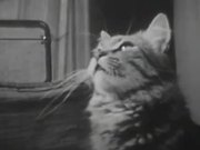 The Unique Documentary Footage of Cat's Life