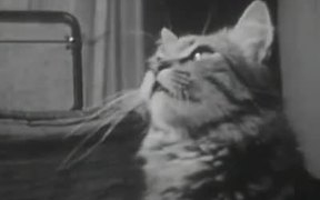 The Unique Documentary Footage of Cat's Life - Animals - VIDEOTIME.COM