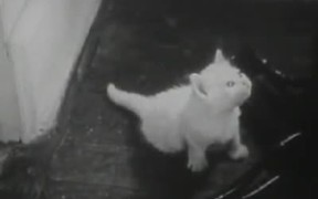 The Unique Documentary Footage of Cat's Life - Animals - VIDEOTIME.COM