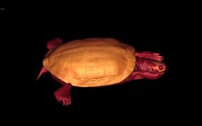 CT Movie of Red-eared Slider - Tech - VIDEOTIME.COM