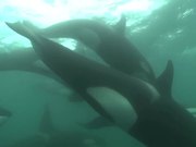 Woman is Swimming with Wild Orcas