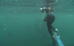Woman is Swimming with Wild Orcas - Animals - VIDEOTIME.COM