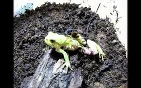 Beetle Attacking and Preying upon Tree Frog - Animals - VIDEOTIME.COM