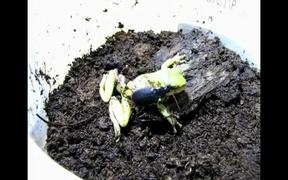 Beetle Attacking and Preying upon Tree Frog - Animals - VIDEOTIME.COM