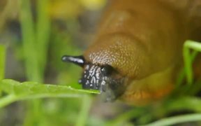 Spanish Slug while Eating a Leaf in Macro - Animals - VIDEOTIME.COM