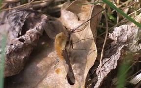 Bee Flies and Rubs it Forelegs in Macro - Animals - VIDEOTIME.COM