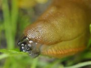 Spanish Slug while Eating a Leaf in Macro