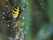 Female Wasp Spider vs Grasshopper