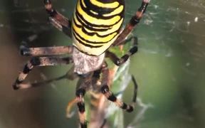 Female Wasp Spider vs Grasshopper - Animals - VIDEOTIME.COM