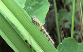 Caterpillar Eating - Animals - VIDEOTIME.COM
