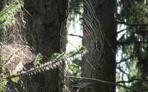 Spidernet - Animals - VIDEOTIME.COM