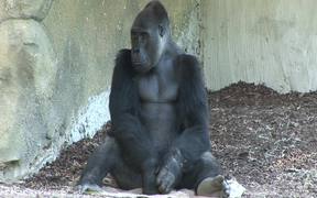 Gorilla I - Animals - VIDEOTIME.COM