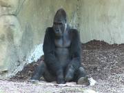Gorilla I