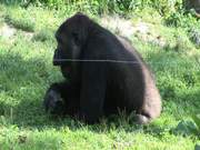Gorillas II