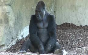 Gorilla I - Animals - VIDEOTIME.COM