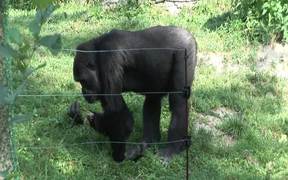 Gorilla I - Animals - Videotime.com