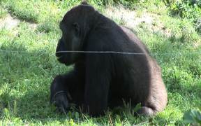 Gorillas II - Animals - VIDEOTIME.COM