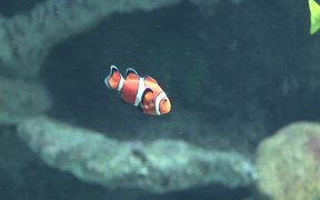 Aquarium Clownfish II - Animals - VIDEOTIME.COM