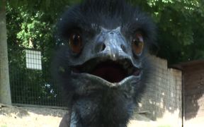 Emu - Animals - VIDEOTIME.COM