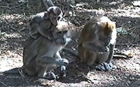 Fun in the Monkey Park - Animals - VIDEOTIME.COM
