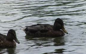 Cute Brown Ducks - Animals - VIDEOTIME.COM