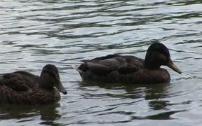 Cute Brown Ducks - Animals - VIDEOTIME.COM