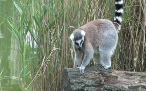 Ring-tailed Lemur - Animals - VIDEOTIME.COM