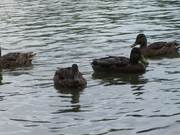 Cute Brown Ducks