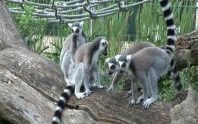 Ring-tailed Lemur - Animals - VIDEOTIME.COM