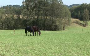 Horses 2 - Animals - VIDEOTIME.COM