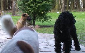 3 Dogs - Animals - VIDEOTIME.COM
