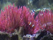Clownfish Nemo