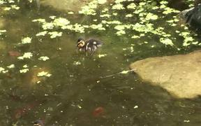 Duck Family - Animals - VIDEOTIME.COM