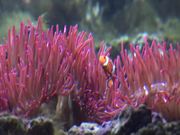 Clownfish Nemo